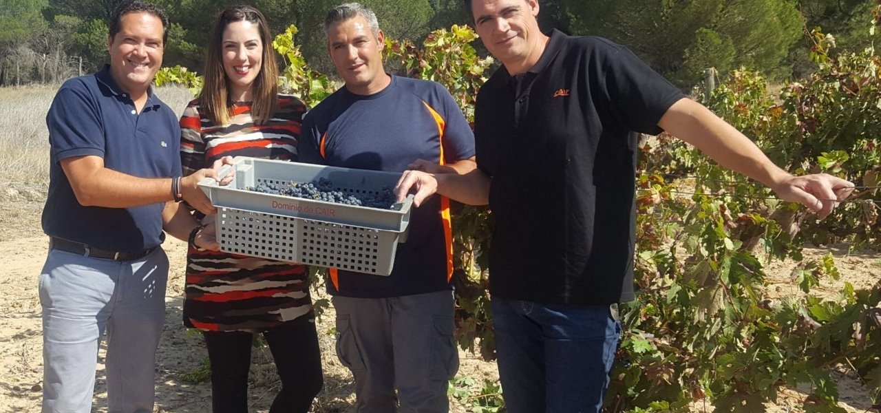 team dominio de cair